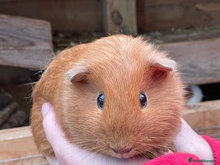 Guinea Pig rodents BABY GIRL GUINEA PIGS - Advert 19