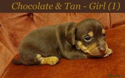 Jack Russell dogs for sale: Beautiful Muchwenlock Jack Russell puppies - Image 1