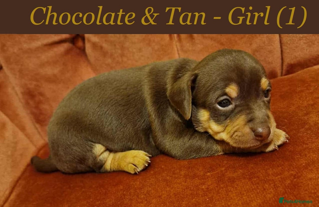 Jack Russell dogs for sale: Beautiful Muchwenlock Jack Russell puppies - Image 1