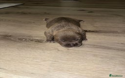 American Bully dogs for sale: 10 beautiful American Bullies🤍 - Advert 8