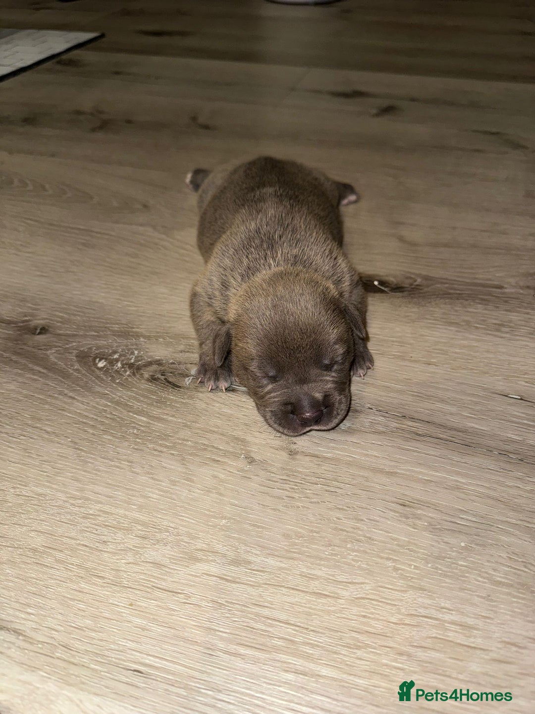 American Bully dogs for sale: 10 beautiful American Bullies🤍 - Advert 8