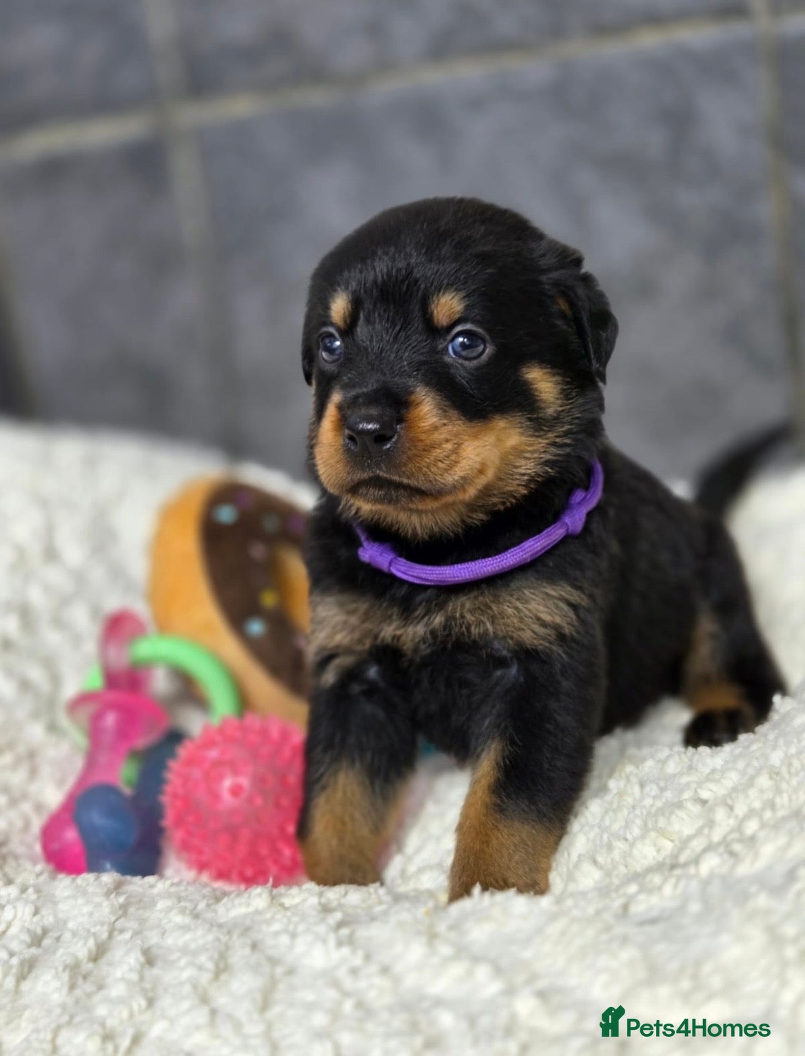 Rottweiler dogs Stunning Rottweiler pups - Advert 5