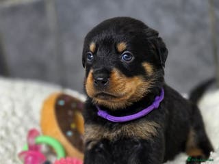 Rottweiler dogs Stunning Rottweiler pups - Advert 5