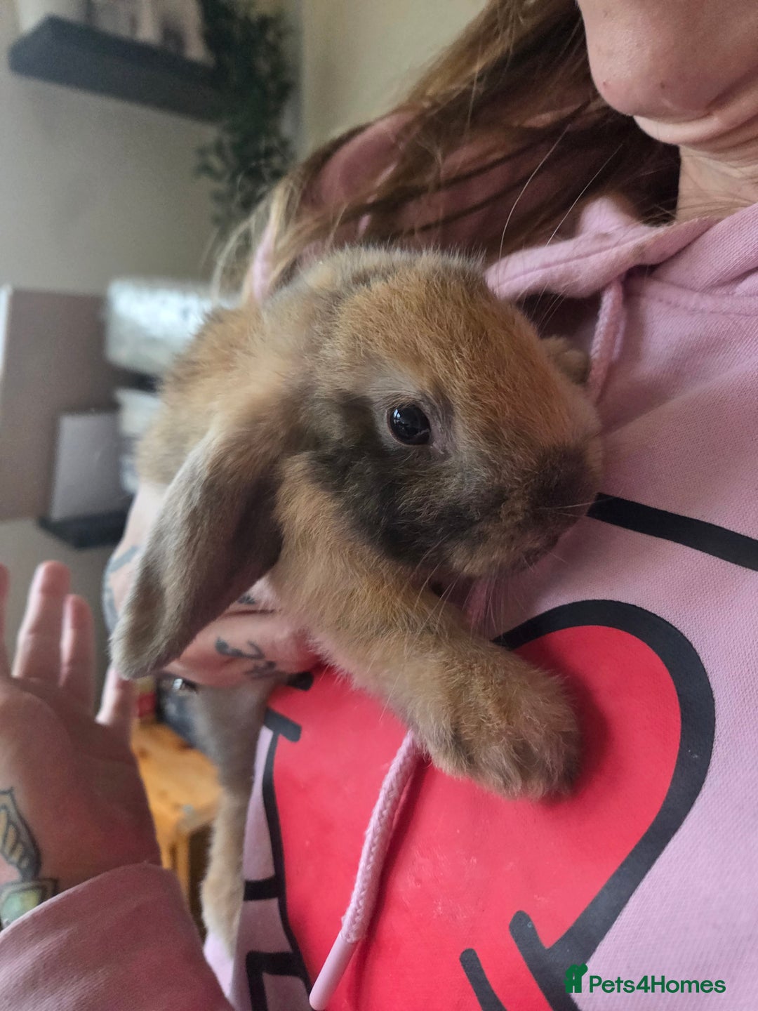 Mini Lop rabbits for sale: 🐰 Mini Lop Rabbits – Loving Homes Wanted 🏡 - Advert 10