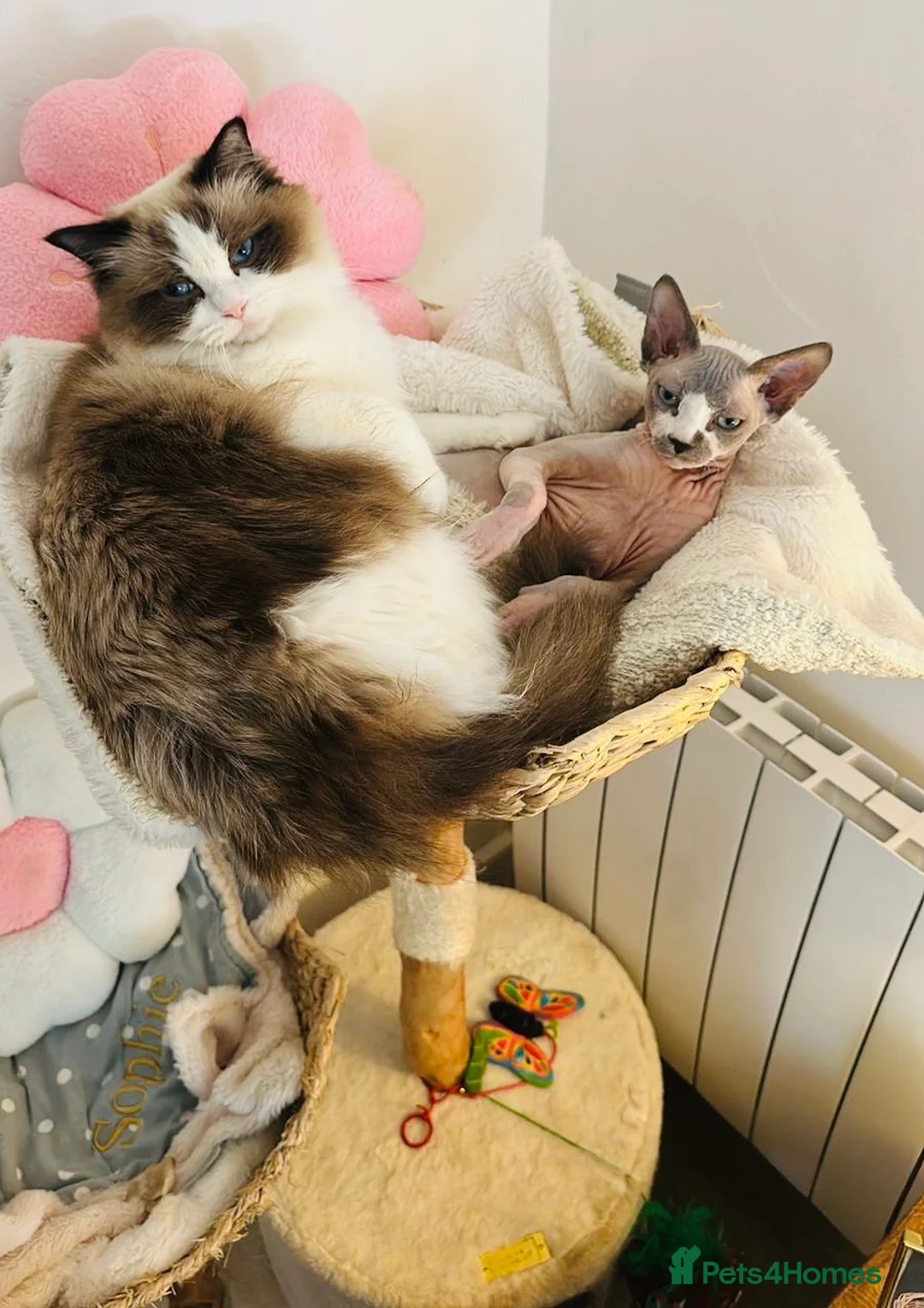 Ragdoll cats for sale: Beautiful Ragdoll cat - Advert 2