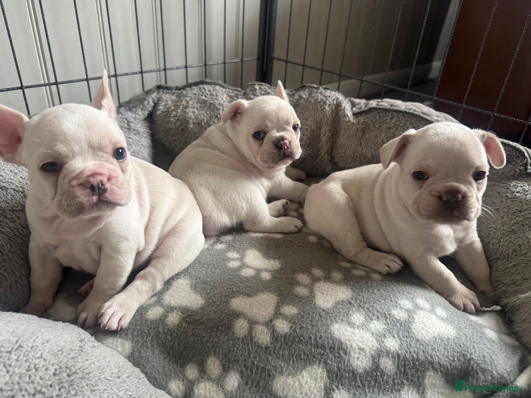 French Bulldog dogs for sale: last girl ready to leave now 🐾⚡️ - Advert 32