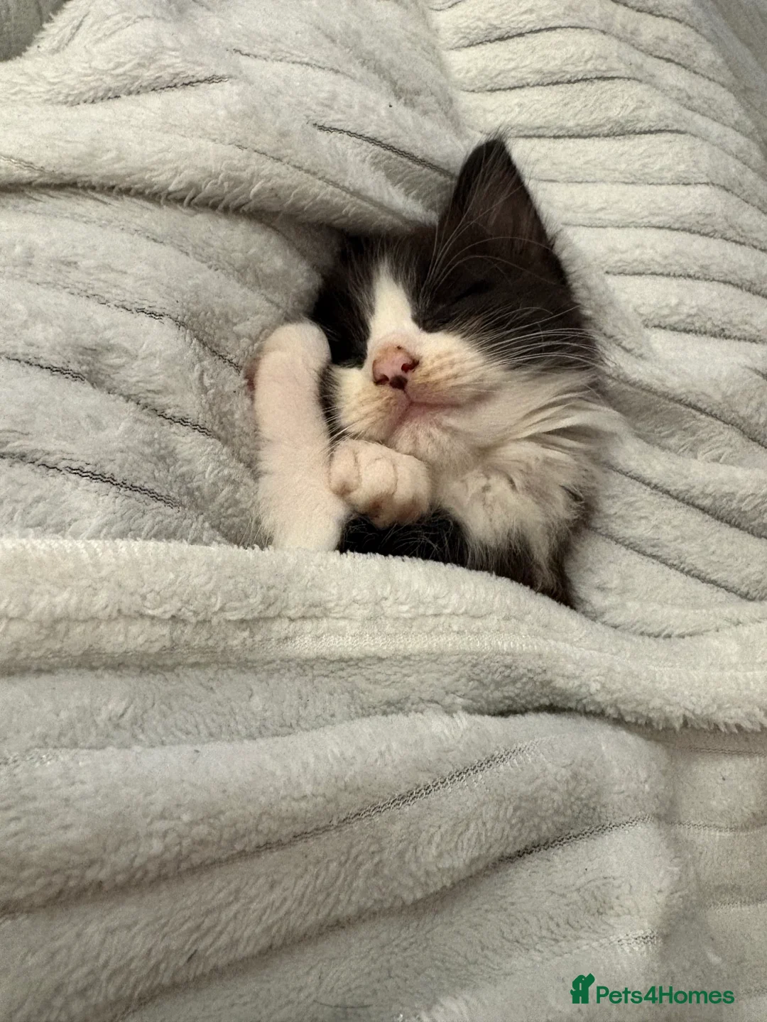 British Longhair cats for sale: 13 week old kitten  - Advert 5