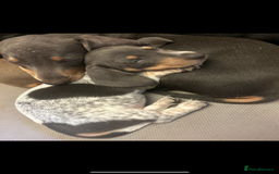 Miniature Dachshund dogs for sale: Stunning Miniature Dachshunds - Image 13