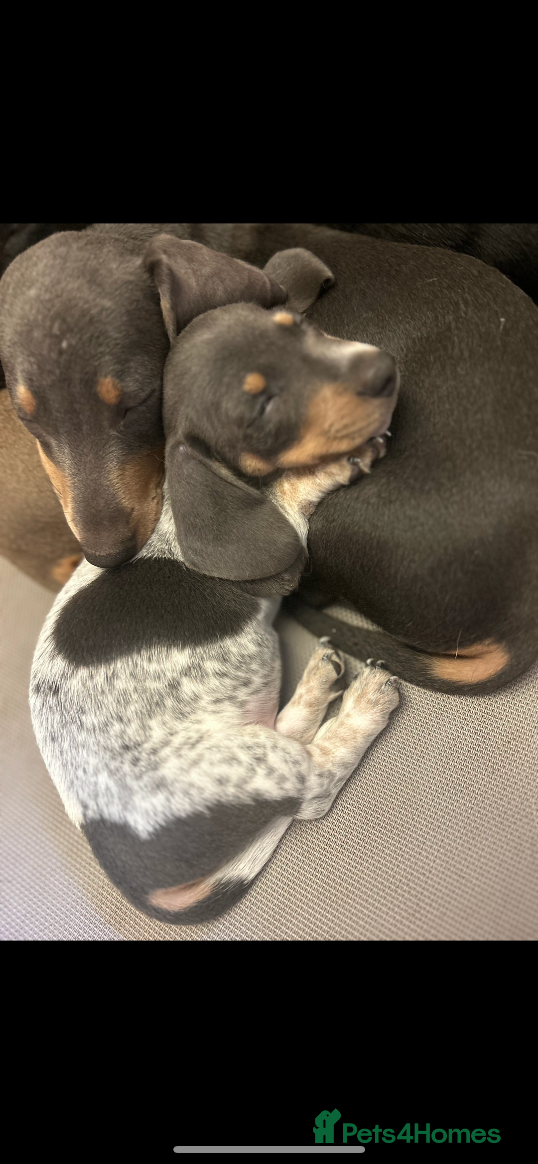 Miniature Dachshund dogs for sale: Stunning Miniature Dachshunds - Image 13