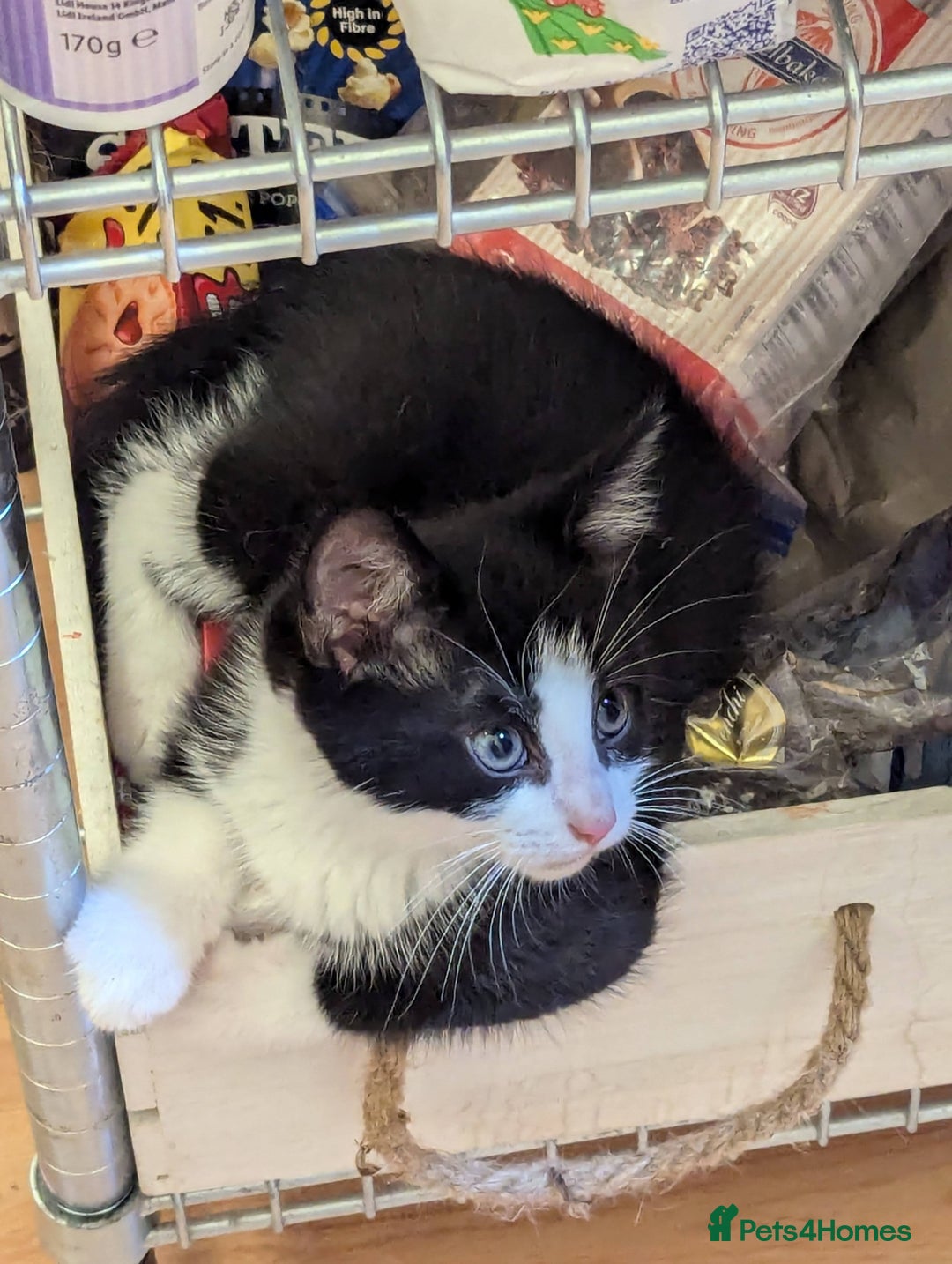 Domestic Shorthair cats for sale: Looking for a Loving Home for Our Sweet Cat 🐾 - Image 12
