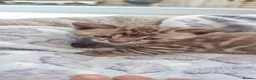 Bengal cats for sale: STUNNING LITTER OF TICA MINK BENGAL KITTENS.  - Advert 9