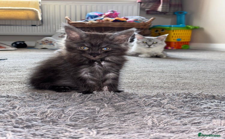 Maine Coon cats - Advert 7