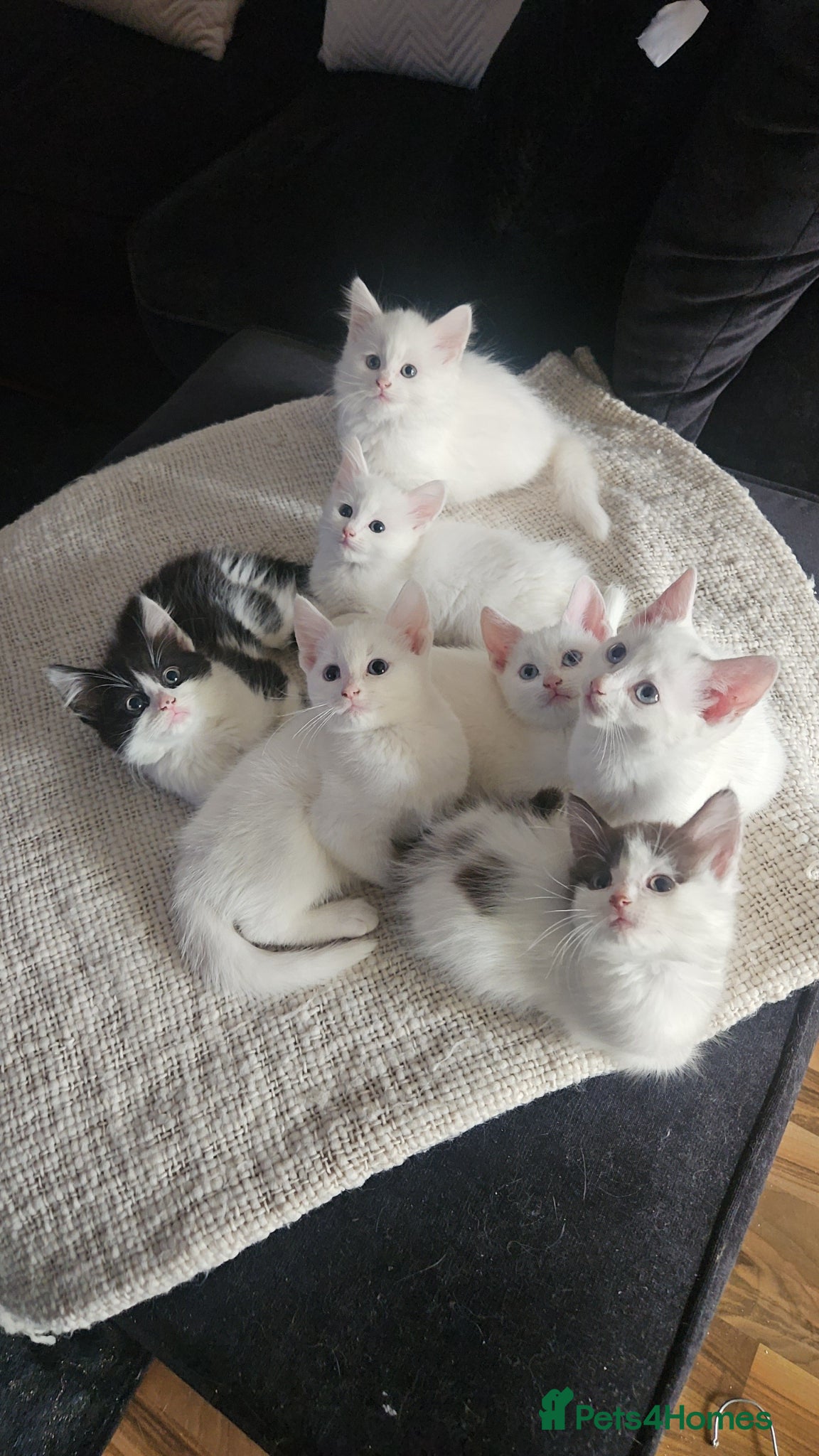 Mixed Breed cats 2 fluffy kittens 2 deaf with blue eyes 2 no fluffy - Advert 1
