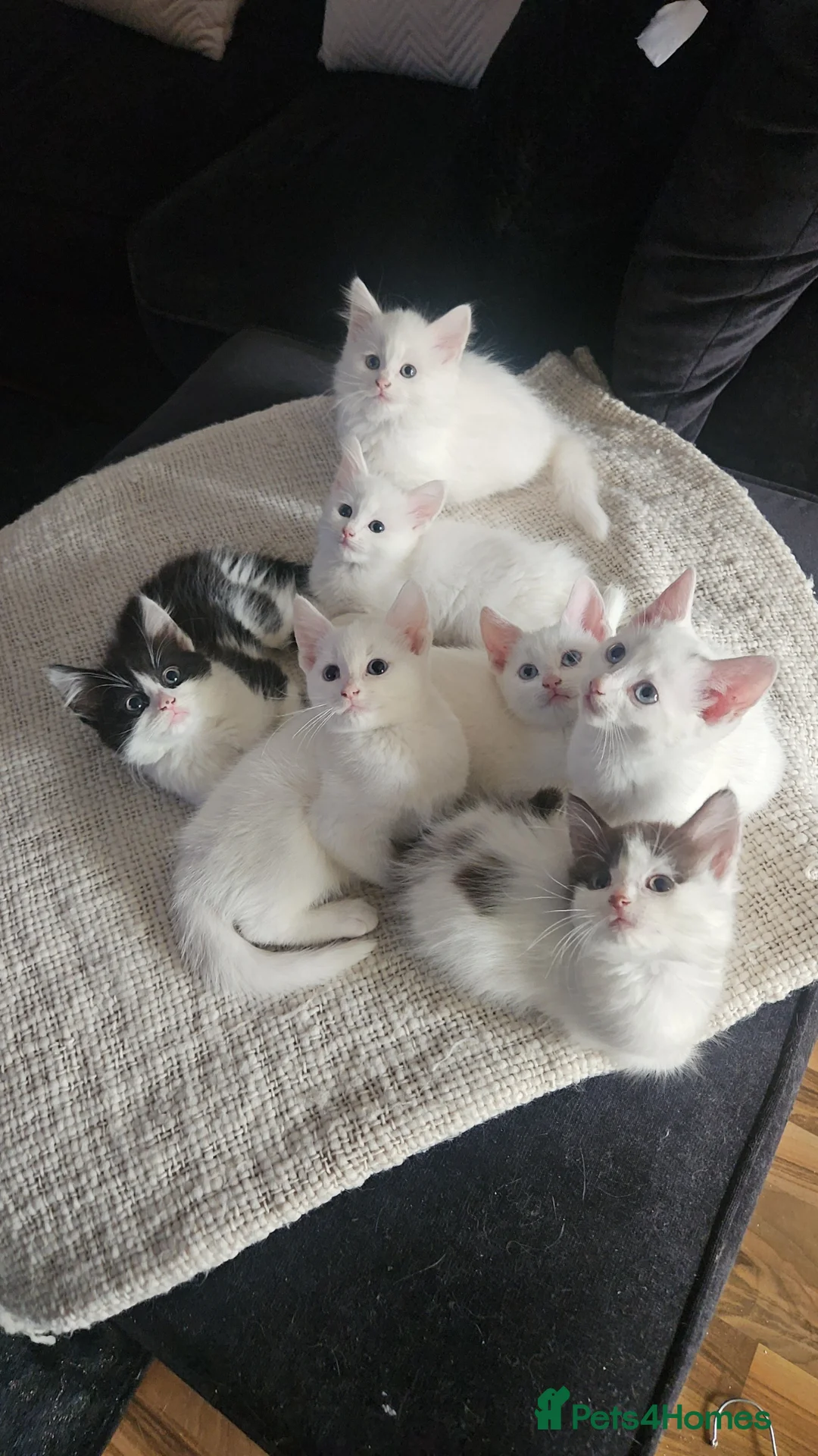 Mixed Breed cats for sale: 2 fluffy kittens 2 deaf with blue eyes 2 no fluffy in Southall - Advert 1