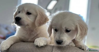 Golden Retriever dogs - Advert 2