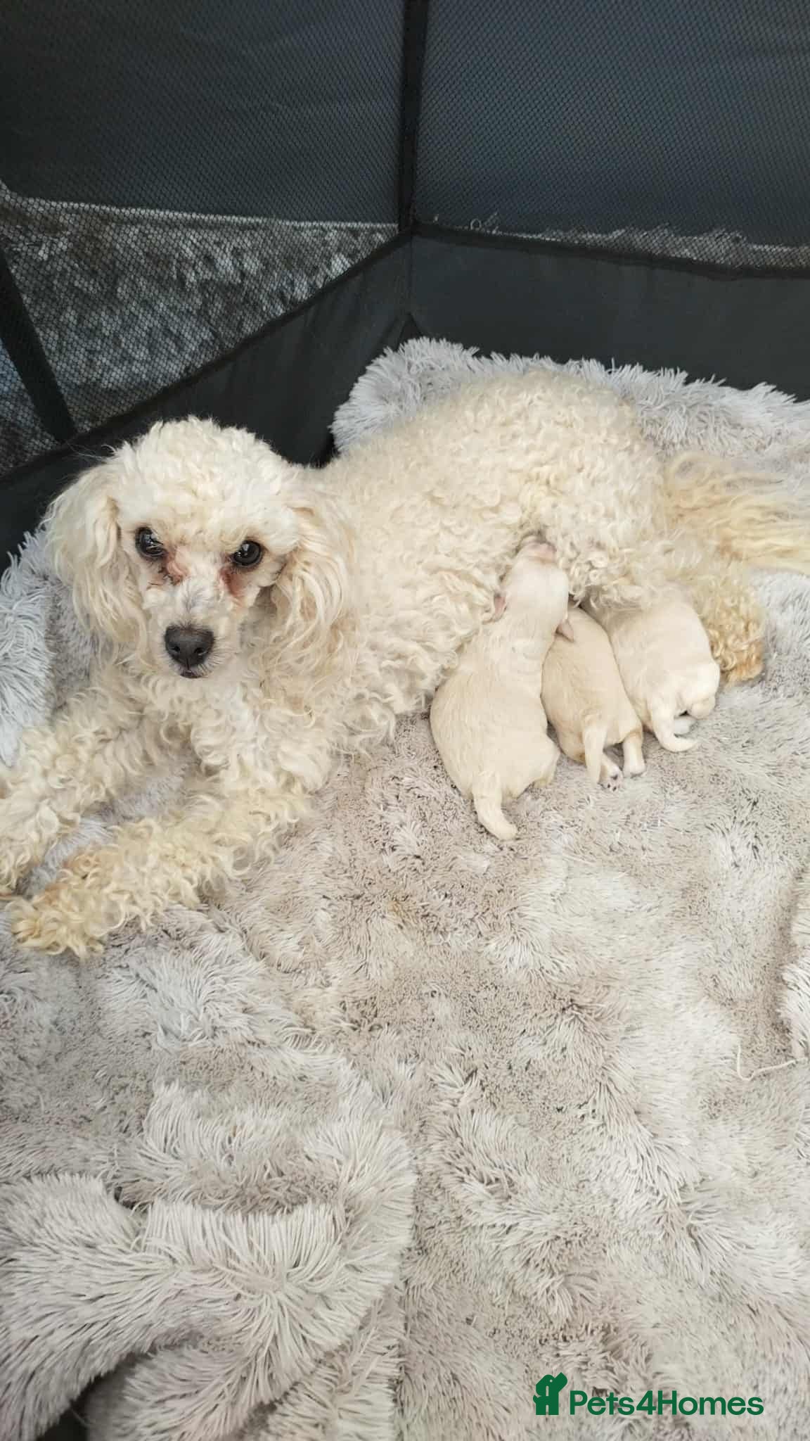 Maltipoo dogs Gorgeous Maltipoo boy - Advert 4