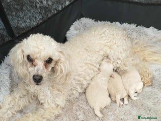 Maltipoo dogs Gorgeous Maltipoo boy - Advert 5