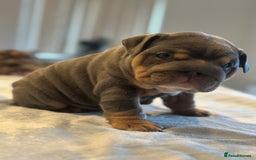 English Bulldog dogs for sale: Stunning KC Registered English Bulldog Puppies - Image 24