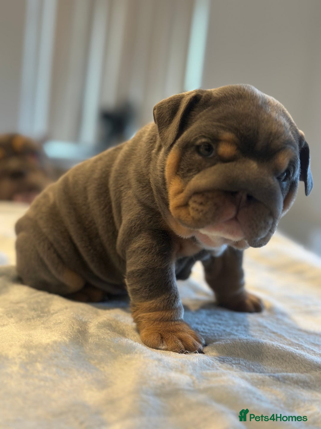 English Bulldog dogs for sale: Stunning KC Registered English Bulldog Puppies - Image 24