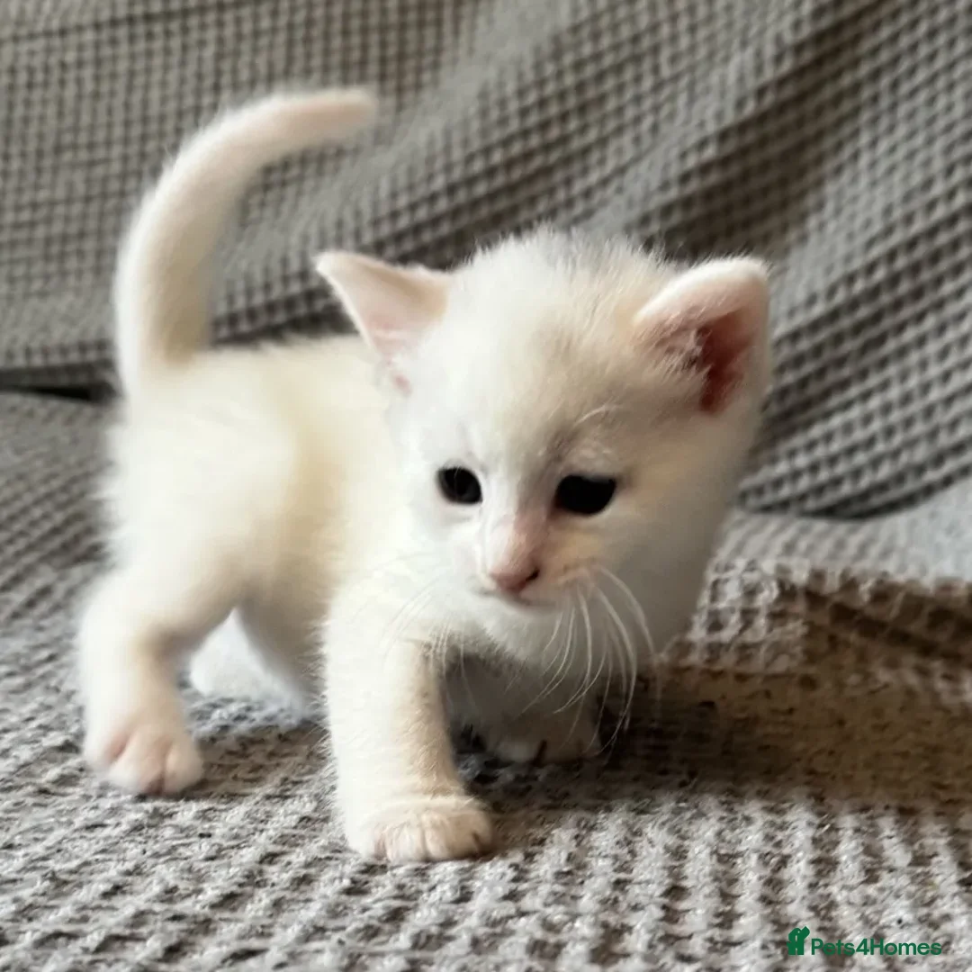 Mixed Breed cats for sale: Adorable Kittenss Ready For Reservation - Image 8