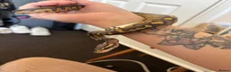 Python Snake reptiles for sale: Royal python male - Advert 2