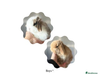 Mini Lop rabbits Mini Lops available to Reserve 🐰 - Advert 4