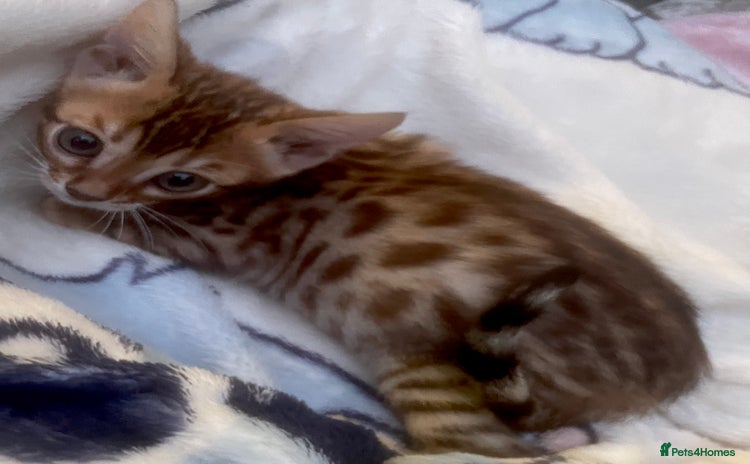 Bengal cats - Advert 14