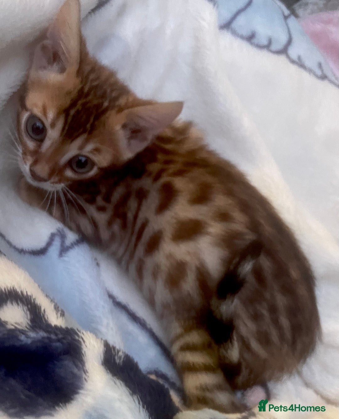 Bengal cats for sale: 3 beautiful pure bengals  - Image 1