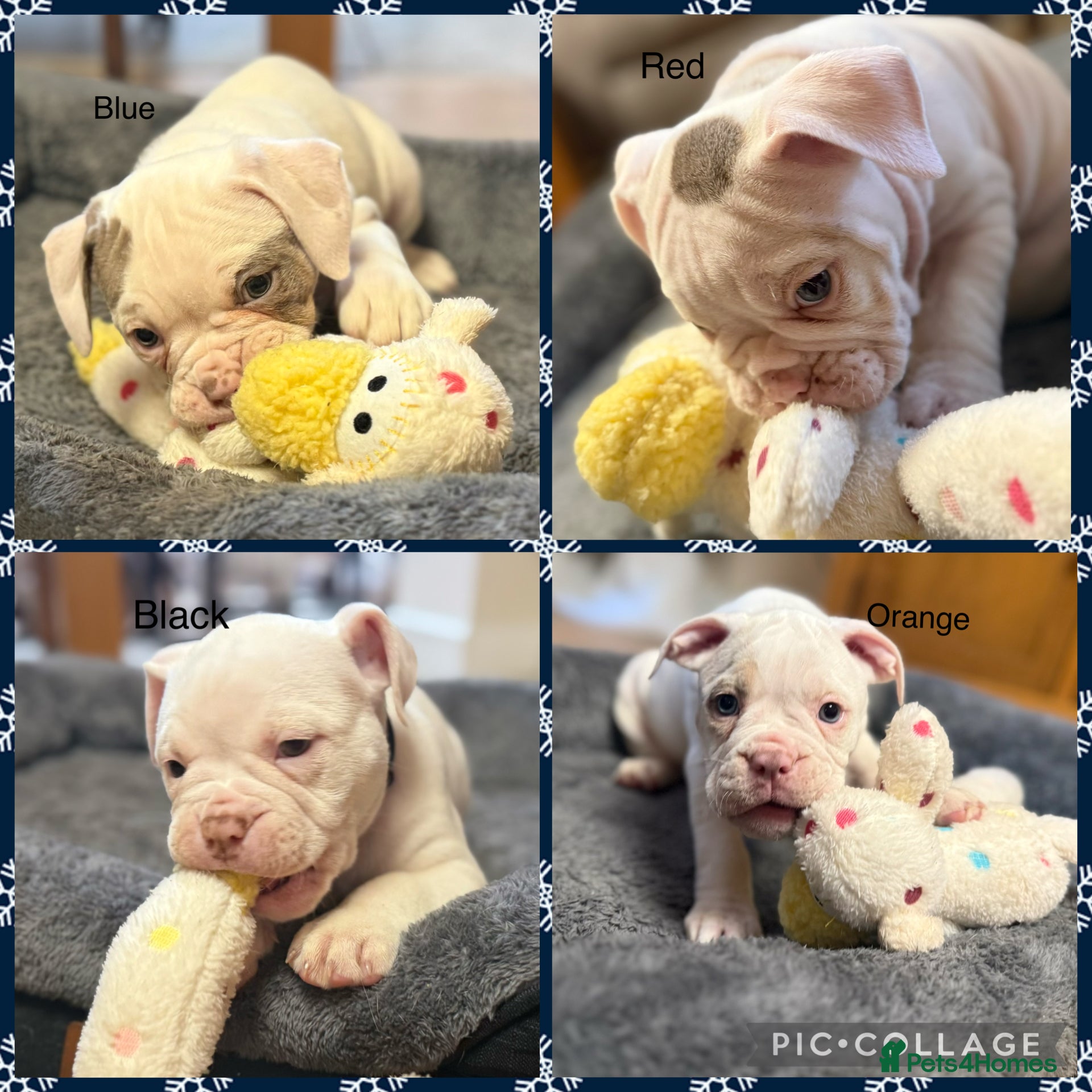 Olde English Bulldogge dogs 9 Olde English Bulldogge NEBBR registered puppies - Advert 7