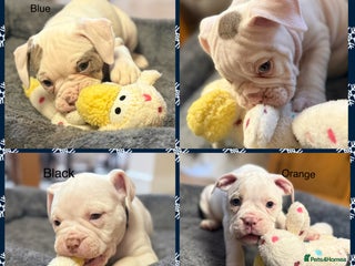 Olde English Bulldogge dogs 9 Olde English Bulldogge NEBBR registered puppies - Advert 7