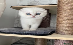 Scottish Fold cats for sale: LAST ONE - READY to LEAVE - PEDIGREE  - Image 3