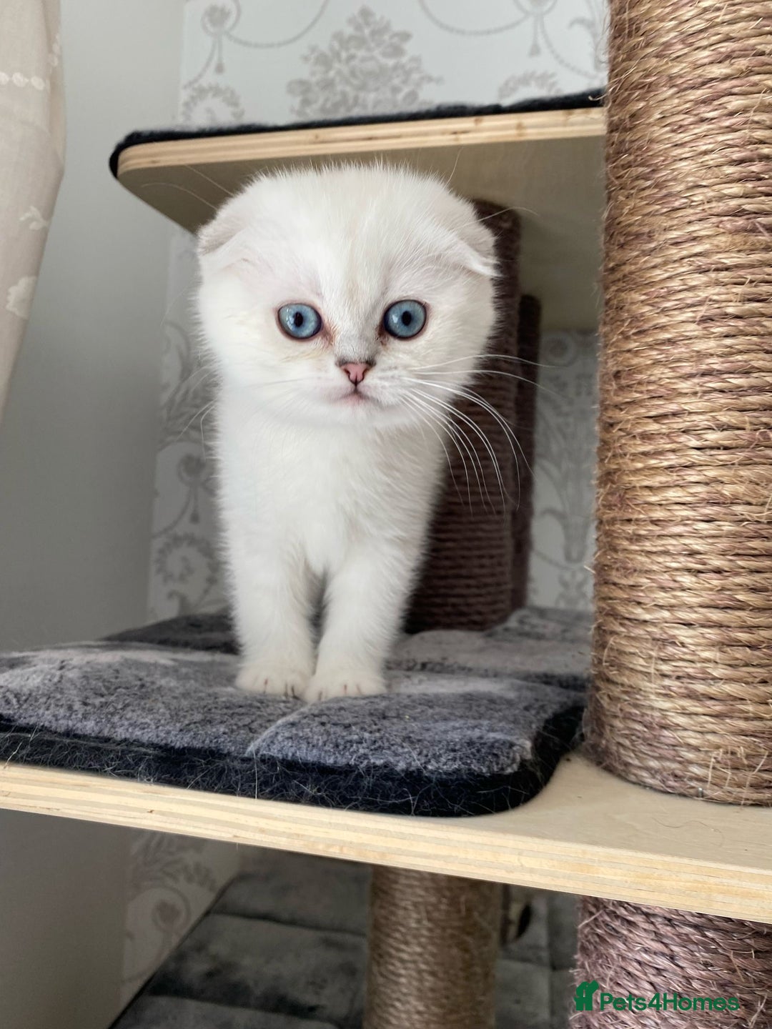 Scottish Fold cats for sale: LAST ONE - READY to LEAVE - PEDIGREE  - Image 3