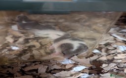 Mouse rodents for sale: Pieds and browns African pygmy dormice!!   - Image 6
