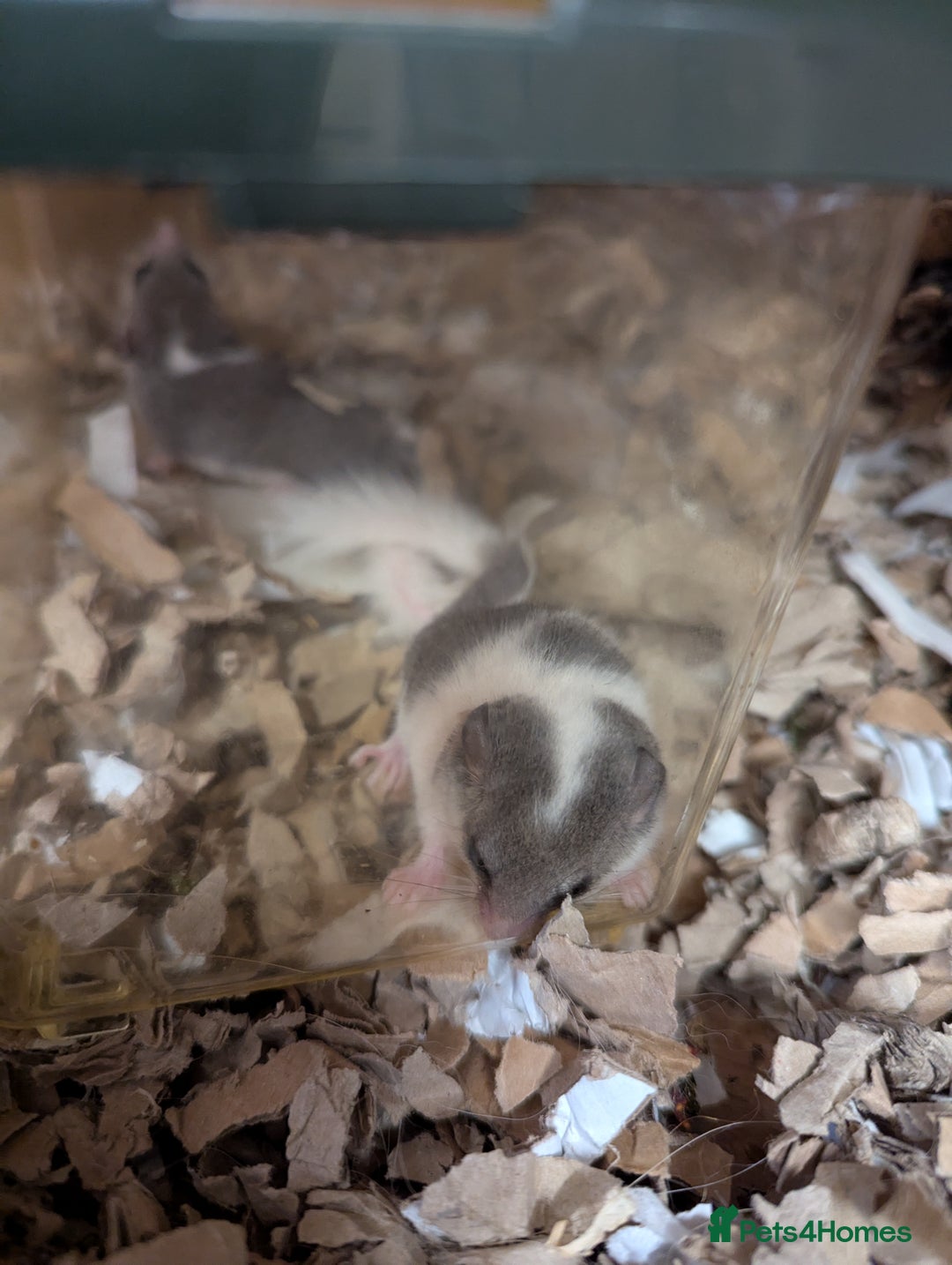 Mouse rodents for sale: Pieds and browns African pygmy dormice!!   - Image 6