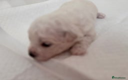 Bichon Frise dogs for sale: Pure Bichon frise for sale in Bromsgrove  in Bromsgrove - Image 9