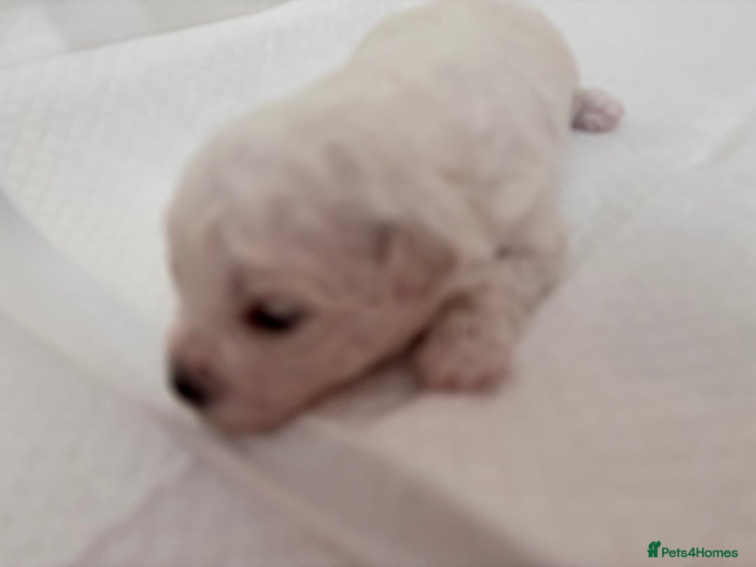 Bichon Frise dogs for sale: Pure Bichon frise for sale in Bromsgrove  in Bromsgrove - Image 9