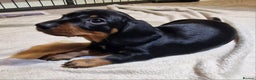 Miniature Dachshund dogs for sale: Champion bloodlines excellent quality KC miniature - Advert 14