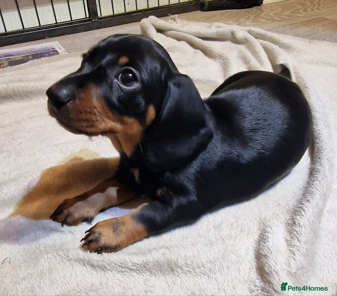 Miniature Dachshund dogs for sale: Champion bloodlines excellent quality KC miniature - Advert 14