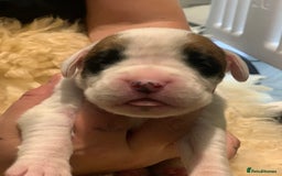 Boxer dogs for sale: KC registered Boxer Puppies - Image 3