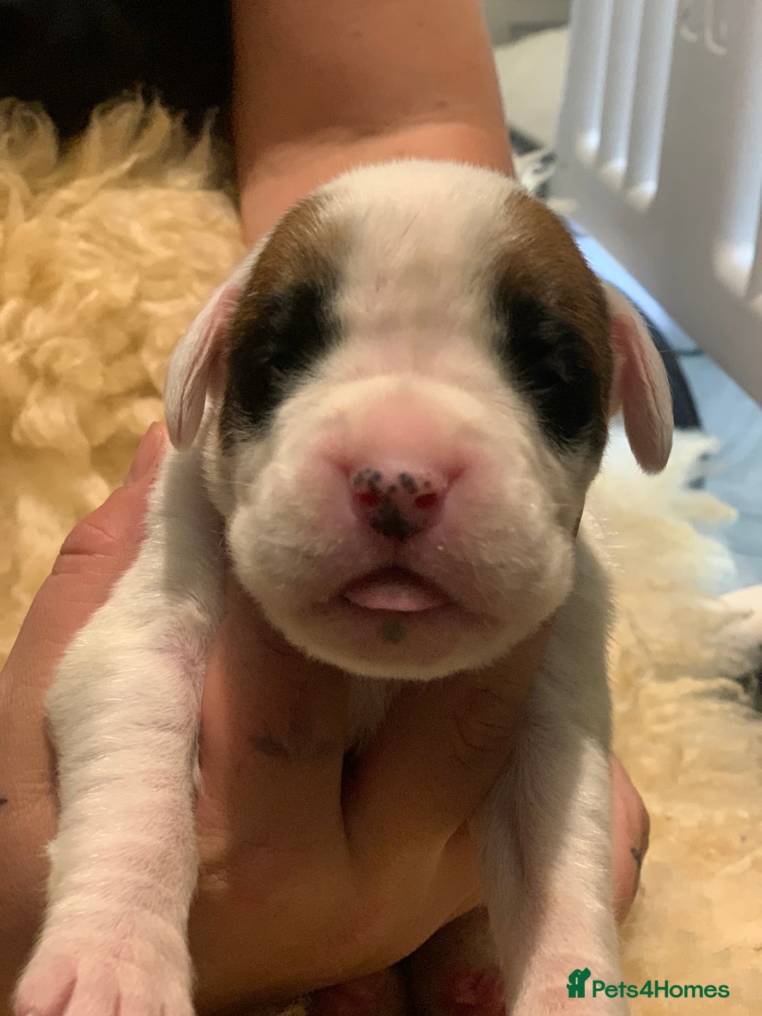 Boxer dogs for sale: KC registered Boxer Puppies - Image 3