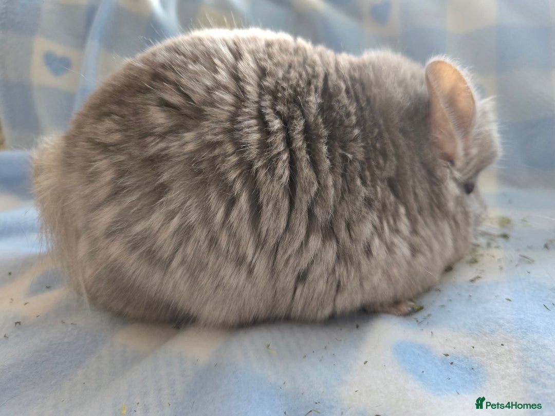 Chinchilla rodents for sale: Young adult and baby chinchillas RPA/RPAC - Image 13