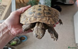 Tortoise reptiles for sale: Horsefield tortoise x2 males - Image 3