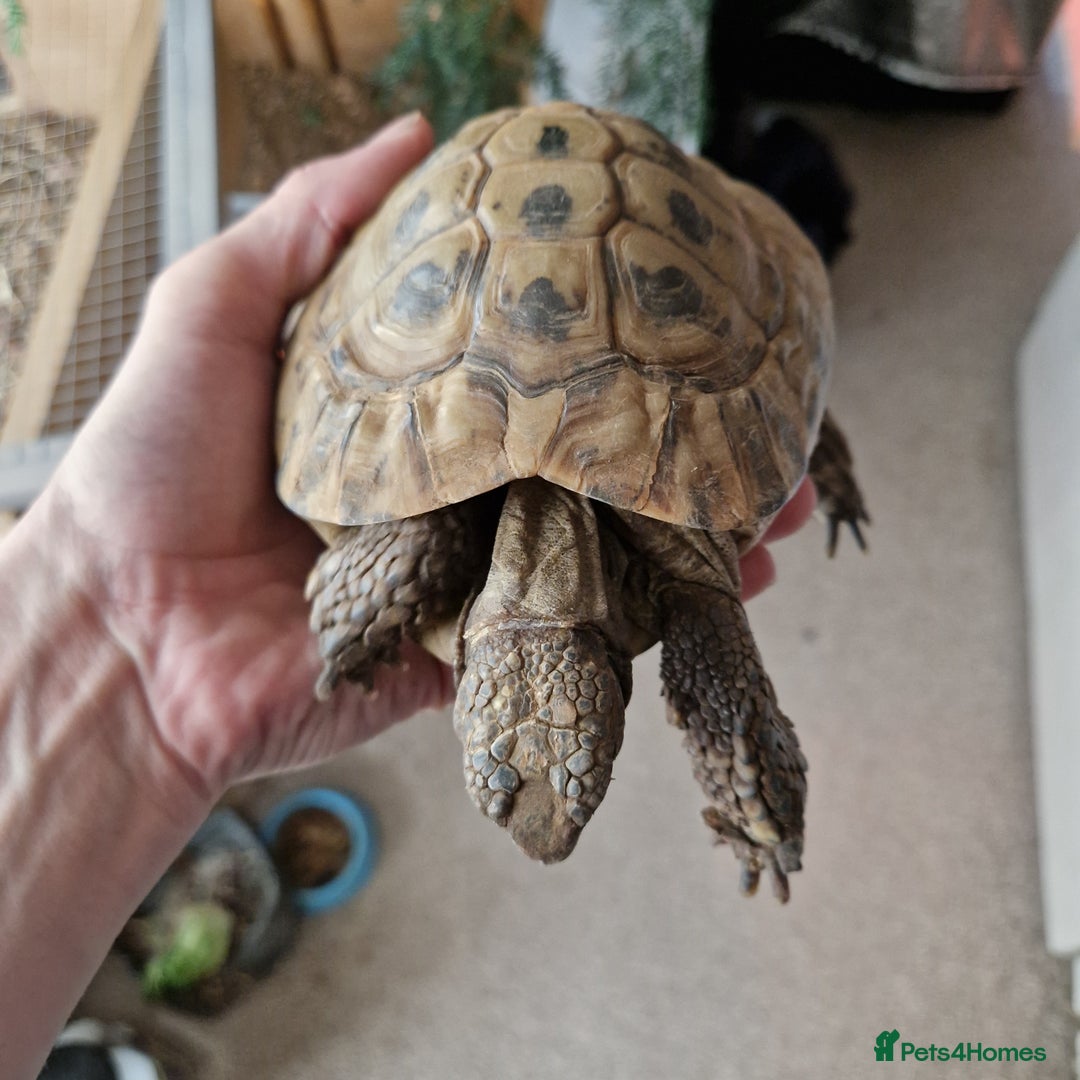 Tortoise reptiles for sale: Horsefield tortoise x2 males - Image 3