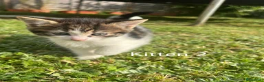 Kitten 2