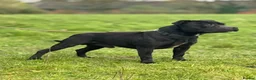 Staffordshire Bull Terrier dogs for sale: Stunning Health tested kc reg puppies  - Advert 25