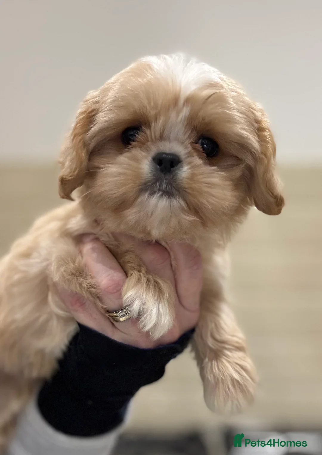 Shih Tzu dogs for sale: PLEASE READ THE DESCRIPTION  - Advert 12