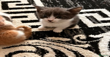 Mixed Breed cats - Advert 8