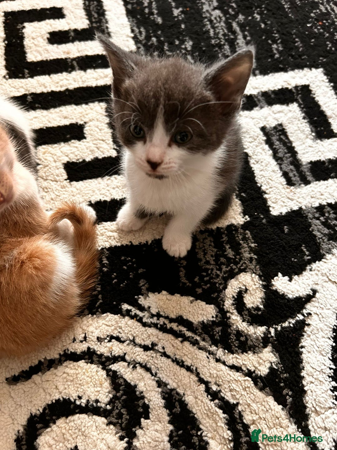 Mixed Breed cats for sale: Beautiful kittens for sale - Image 2