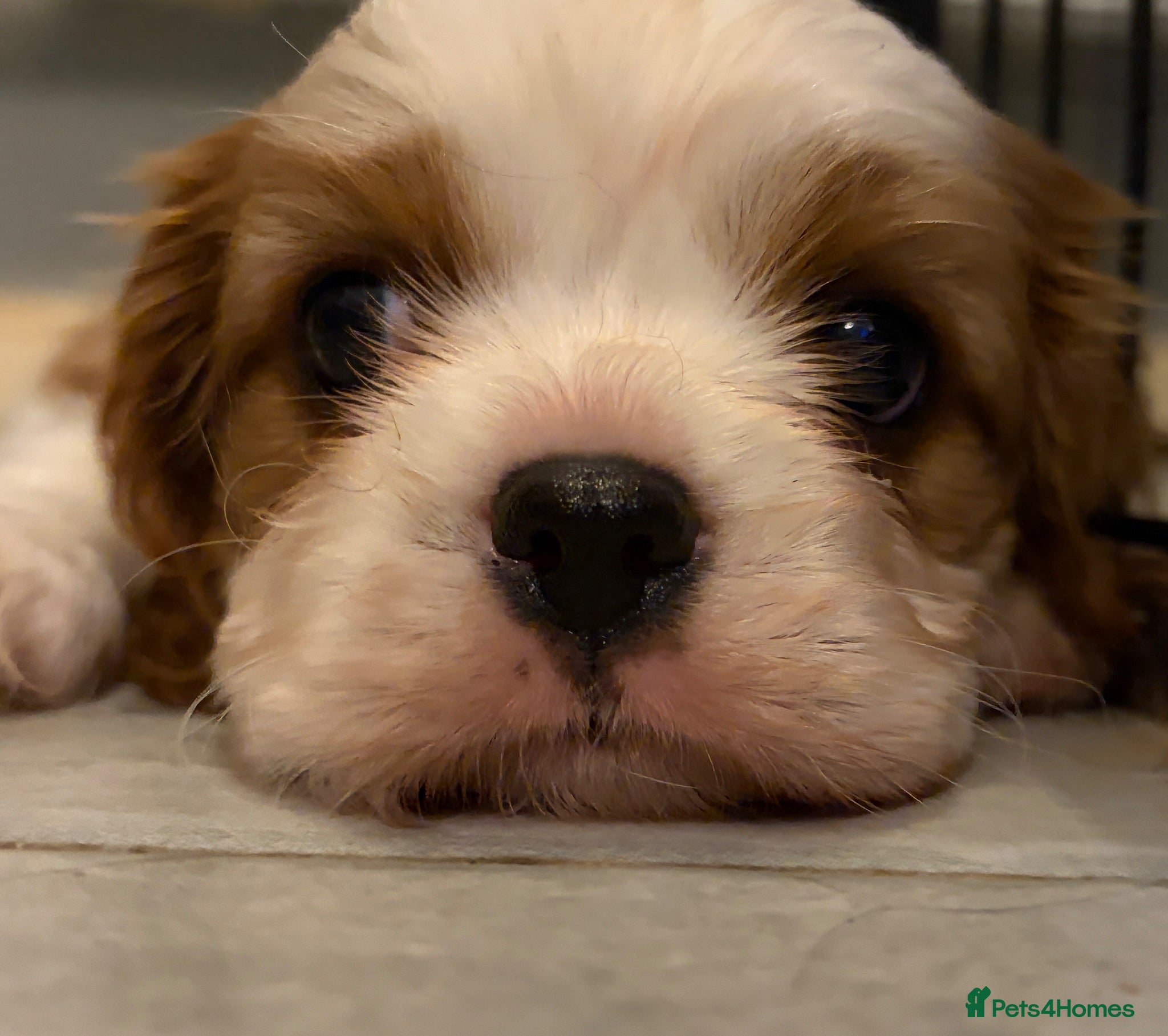 Cavalier King Charles Spaniel dogs Beautiful Blenheim puppies  - Advert 5