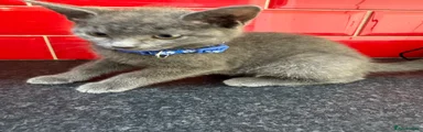 Russian Blue 2